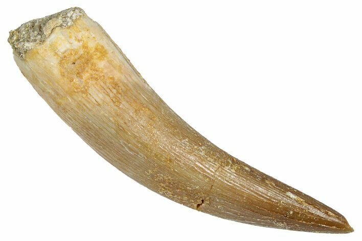 Fossil Plesiosaur (Zarafasaura) Tooth - Morocco #344247